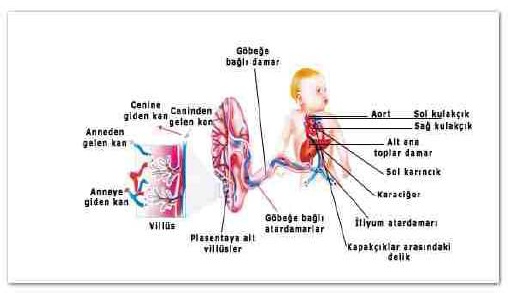 anatomi fisiologi sistem endokrin