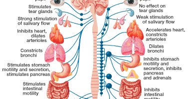 anatomi fisiologi sistem endokrin